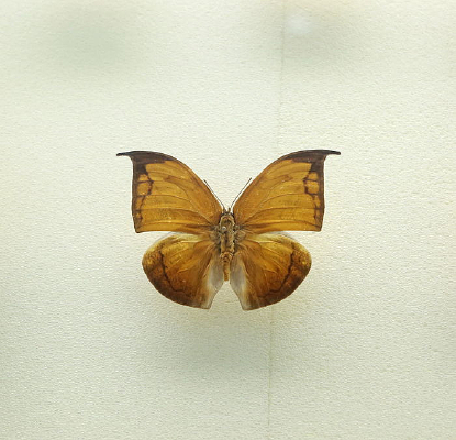 ������Ҷ�����걾