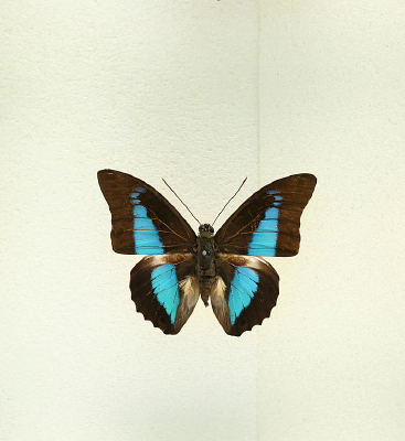 �����̵�