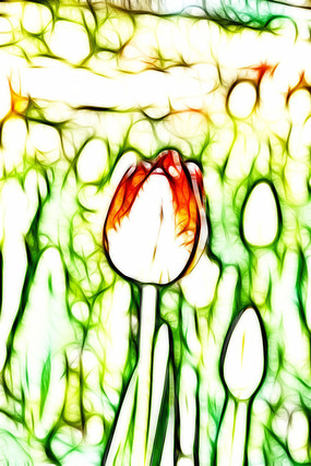 �����������޿����