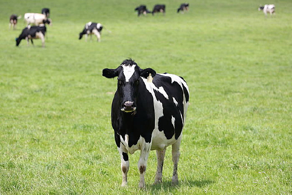 ��ţ������Ӱͼ