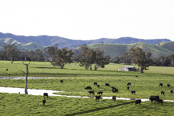 ���������ţ