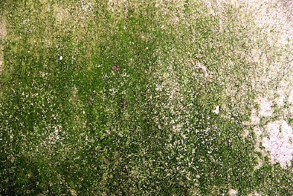 ��̦����