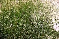 ��̦����