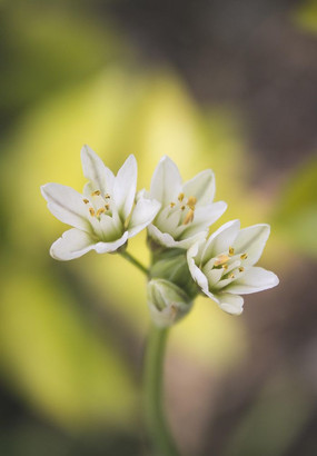 三朵白色小花