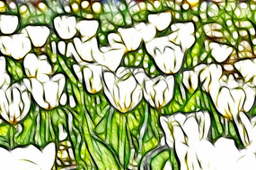 ѩɫ�������޿����