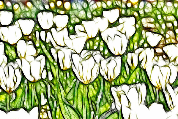 ѩɫ�������޿����