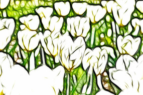 ѩɫ�������޿�