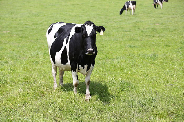 һͷ��ţ��д