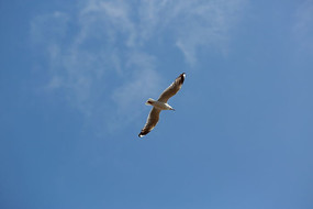 չ�����ĺ�Ÿ