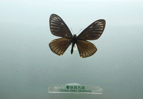 �й���������߷���걾