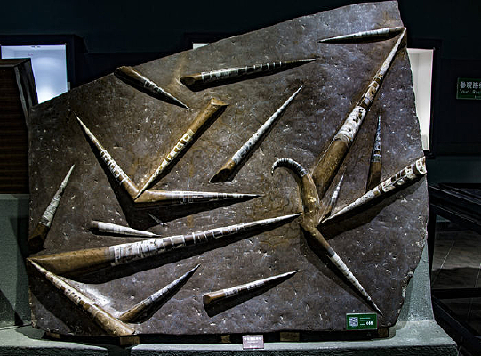 �л��𵩽�ʯչʾ