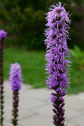 ��ɫ��ľ��޸