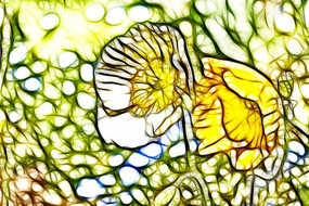 ��ɫ�������޿򻭳���