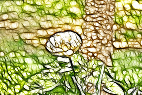 ��ɫ������װ�λ��޿�