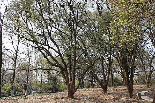 ��԰����������Ӱͼ