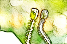 �����޿�