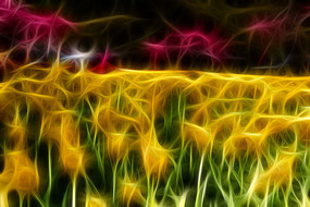 ��ɫ�������޿����