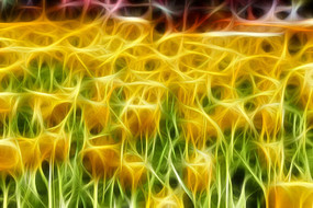 ��ɫ������װ�γ���