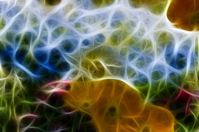 ��ɫ�����˳���������