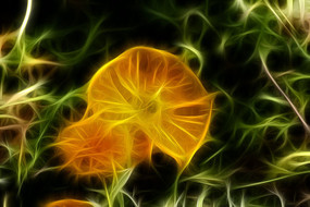 ��ɫ�������޿򻭳���