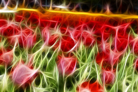 ���������㻨��������