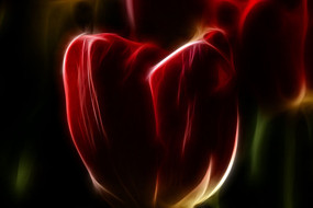 �����������޿����