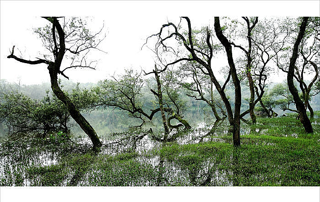 ��ɫ��̬С����