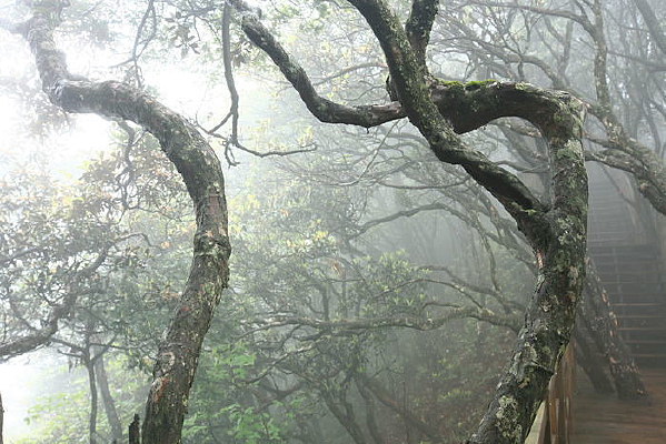 ����֦��