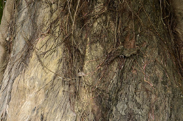 ��Ƥ����