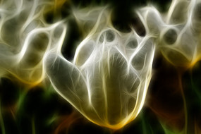 ѩɫ������װ�γ���������