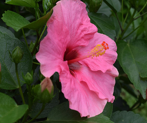 һ��ʢ�����ۺ�ɫ����