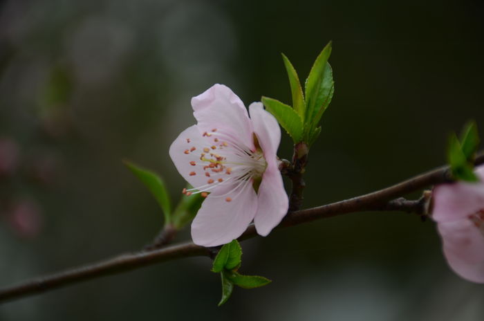 一朵樱花