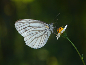 �����˷۵�