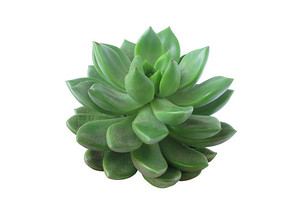 �ױ����ϵĶ���ֲ������