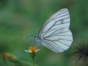 ��ɫ�Ĳ˷۵�