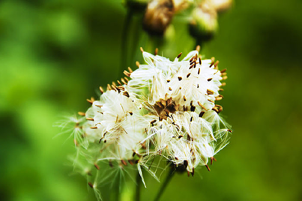 ��ɫ�Ļ���ɫ�ı���