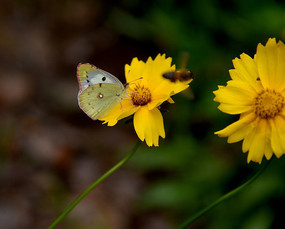 �˷۵�����