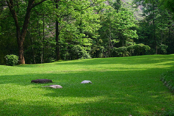 �̲ݲݵ�ɭ��