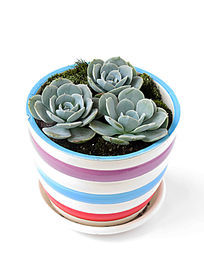 ����ֲ���ĵ������