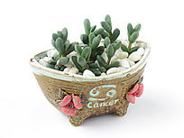 ����ֲ��¹�Ǻ���