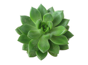 ����ֲ������