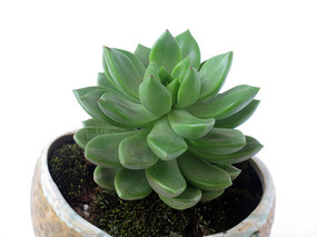 ����ֲ����������