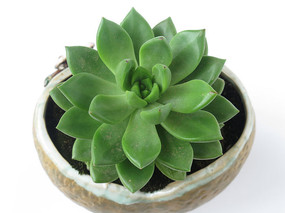 ����ֲ��������д