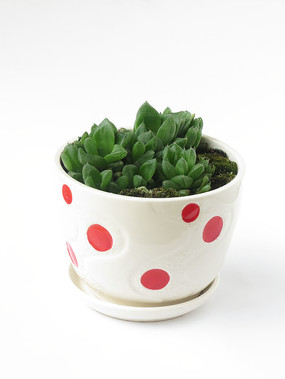 ����ֲ����¶