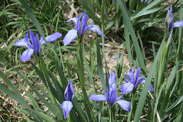 ����������ͼƬ