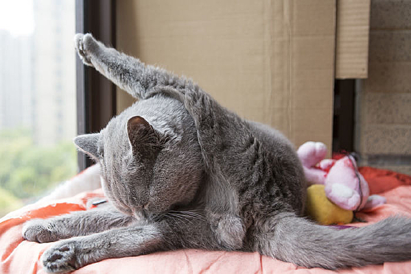 ��èӢ����ë