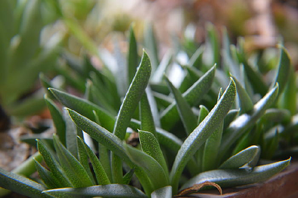 �����͵Ļƻ��ղ�����ֲ��