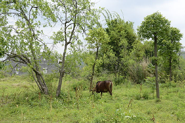 ��Ұ�Բݵ���ţ