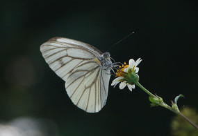 һֻ��ɫ�İ����˷۵�