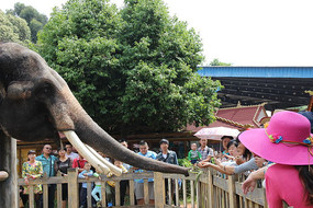 �ο͸�����ιʳ